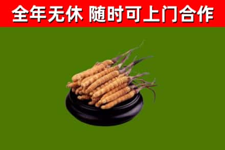鸡冠烟酒回收冬虫夏草.jpg